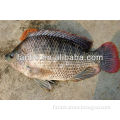 Tilapia Whole Seafood Cuisine Delicious